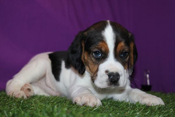 Bourbon - Beagle - Image 1