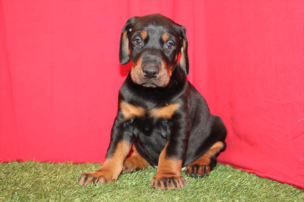 Murphy - Doberman Pinscher - Image 1