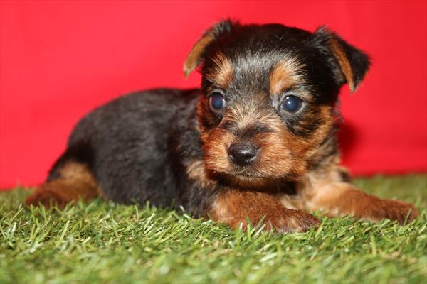 Bentley - Yorkshire Terrier - Image 1