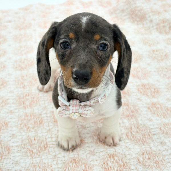 Sapphire - Dachshund - Image 1