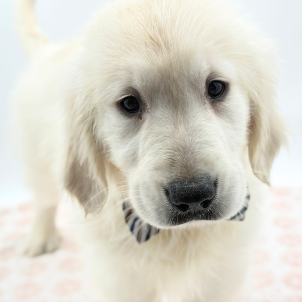 Biscuit - Golden Retriever - Image 2