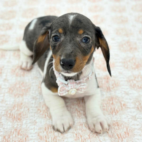 Sapphire - Dachshund - Image 2