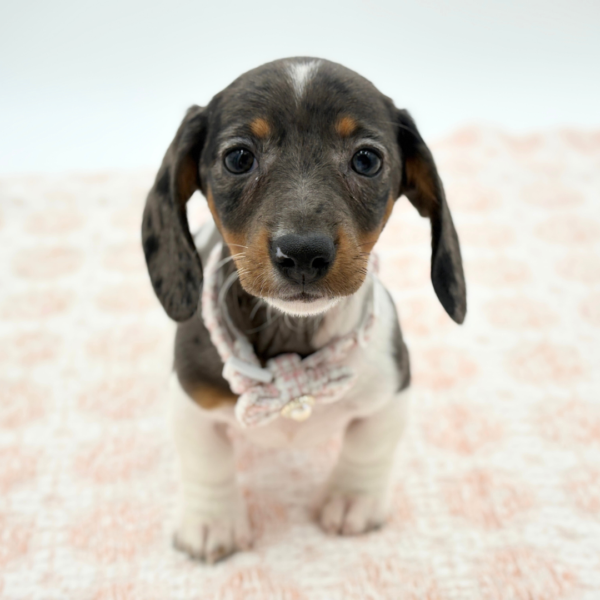 Sapphire - Dachshund - Image 3