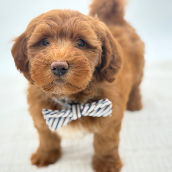 Apollo - F1B Mini Goldendoodle - Image 4