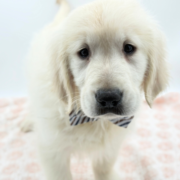 Biscuit - Golden Retriever - Image 1