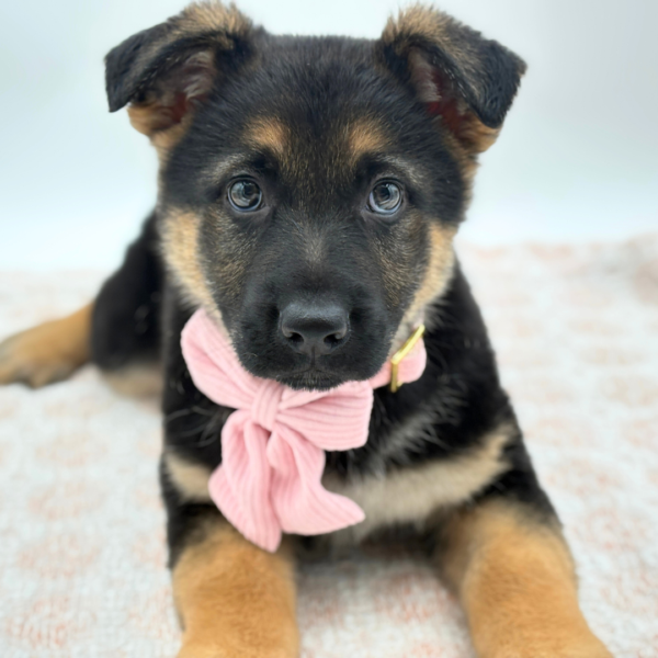Artemis - German Shepherd Dog - Image 4