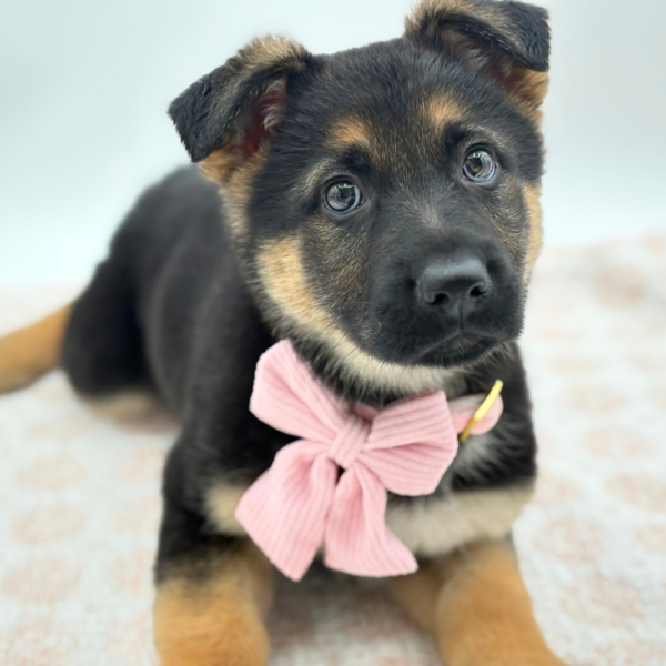 Artemis - German Shepherd Dog - Image 3