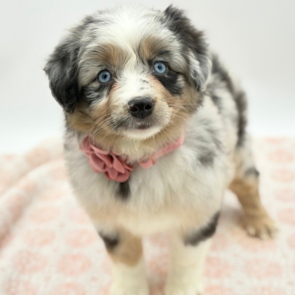Cassandra - Miniature Australian Shepherd - Image 2