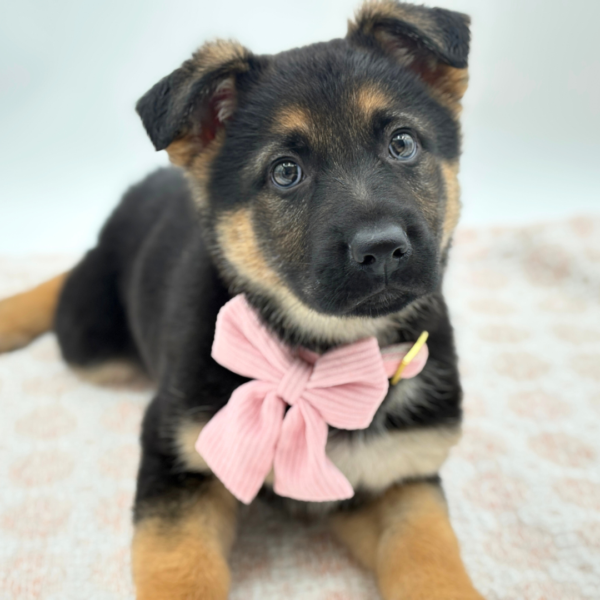 Artemis - German Shepherd Dog - Image 1