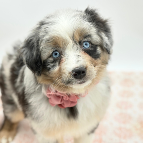 Cassandra - Miniature Australian Shepherd - Image 1