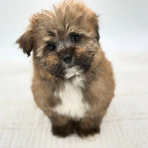 Cocoa - Havapoo - Image 1