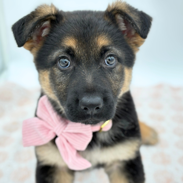 Artemis - German Shepherd Dog - Image 2