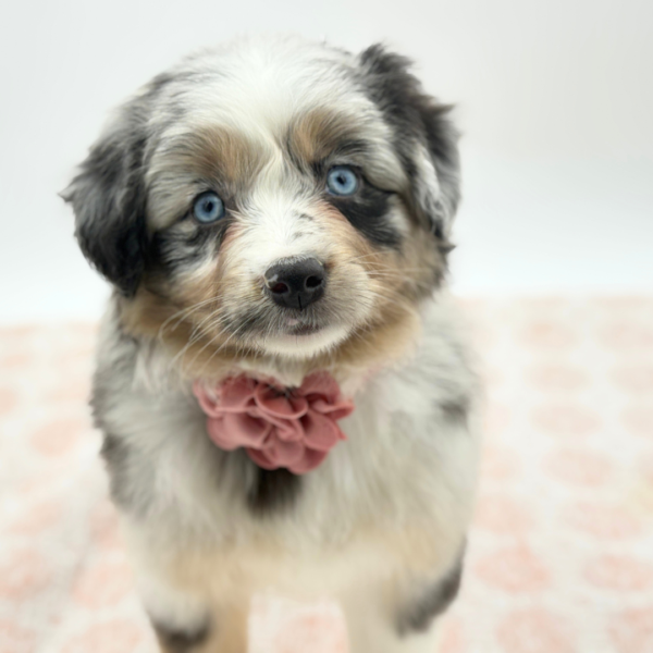 Cassandra - Miniature Australian Shepherd - Image 3