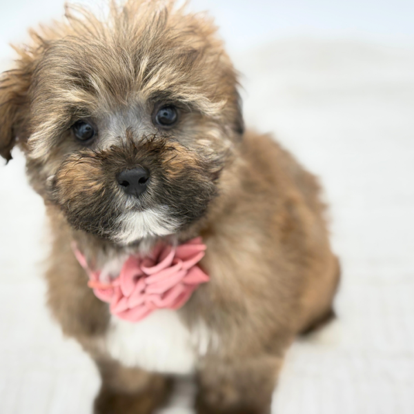 Cocoa - Havapoo - Image 4