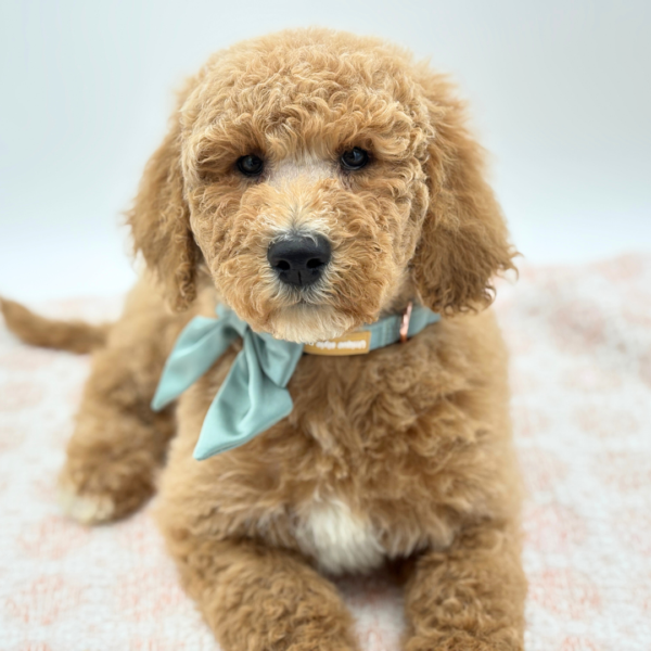 Abby - Goldendoodle 2nd Gen - Image 1