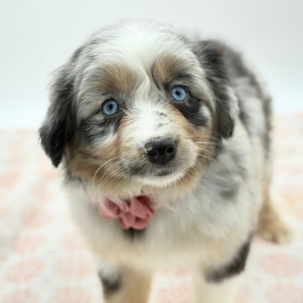 Cassandra - Miniature Australian Shepherd - Image 4