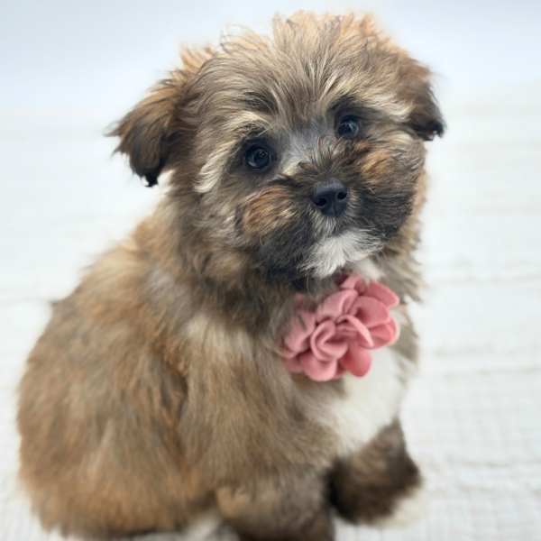 Cocoa - Havapoo - Image 3