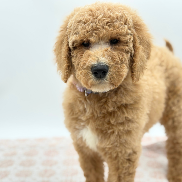 Abby - Goldendoodle 2nd Gen - Image 2