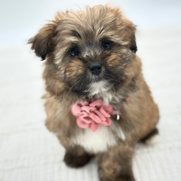 Cocoa - Havapoo - Image 2