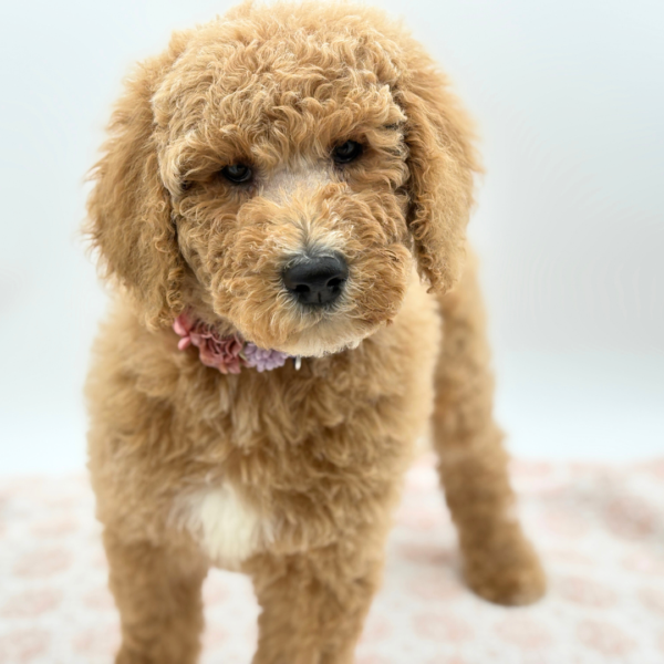 Abby - Goldendoodle 2nd Gen - Image 3