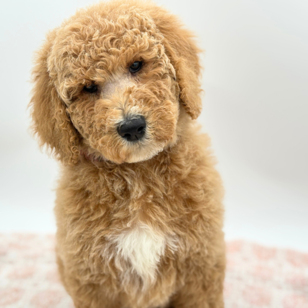 Abby - Goldendoodle 2nd Gen - Image 4