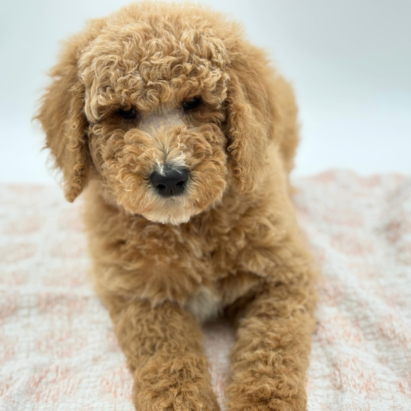 Abby - Goldendoodle 2nd Gen - Image 5