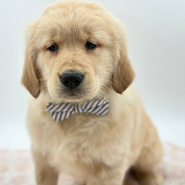 Miles - Golden Retriever - Image 3
