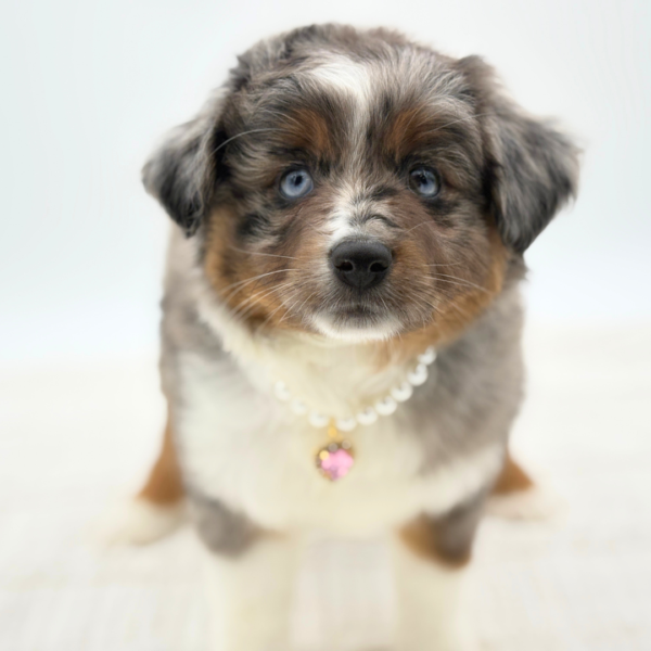 Kikyo - Miniature Australian Shepherd - Image 2