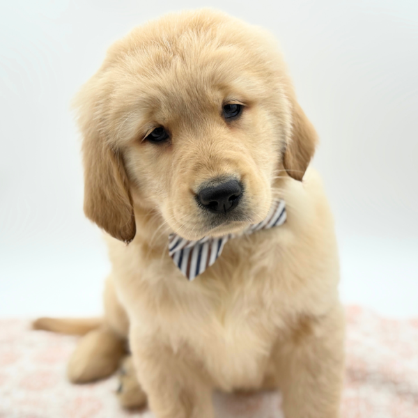 Miles - Golden Retriever - Image 2