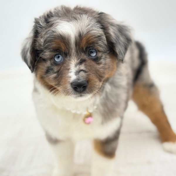 Kikyo - Miniature Australian Shepherd - Image 3