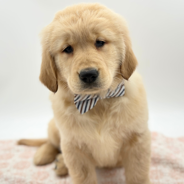Miles - Golden Retriever - Image 4