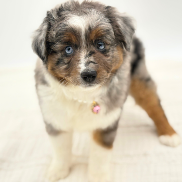 Kikyo - Miniature Australian Shepherd - Image 1