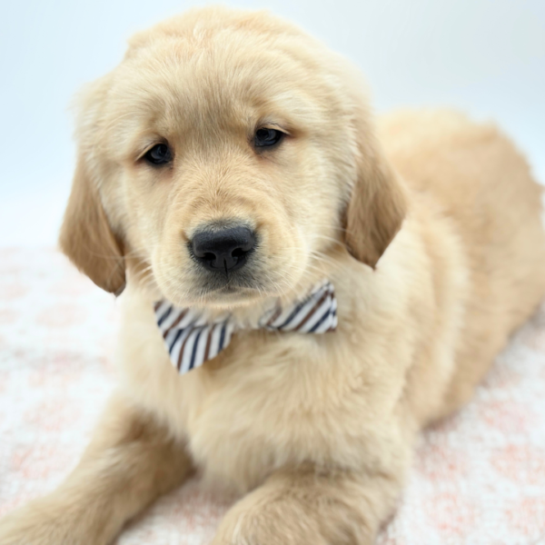 Miles - Golden Retriever - Image 1