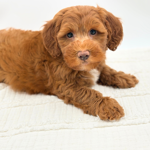 Apollo - F1B Mini Goldendoodle - Image 3