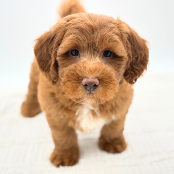 Apollo - F1B Mini Goldendoodle - Image 1