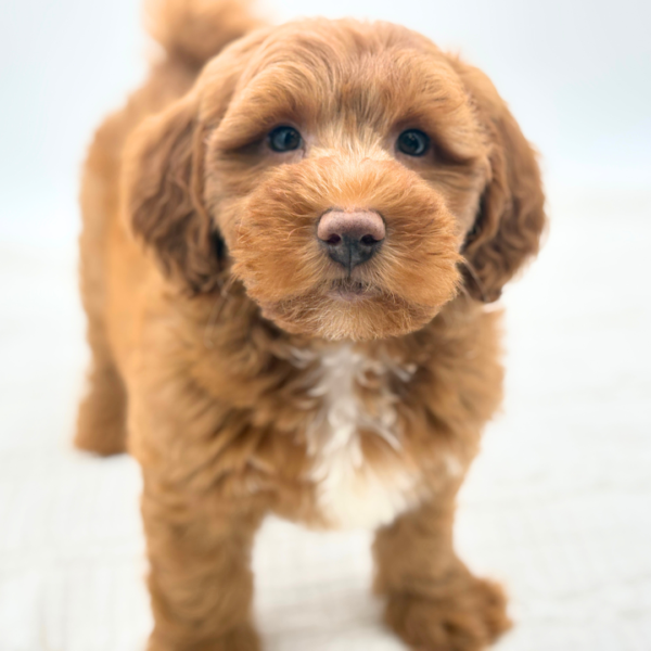 Apollo - F1B Mini Goldendoodle - Image 2