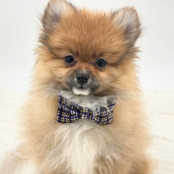 Gizmo - Pomeranian - Image 4