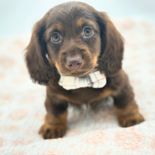 Charles - Dachshund - Image 3