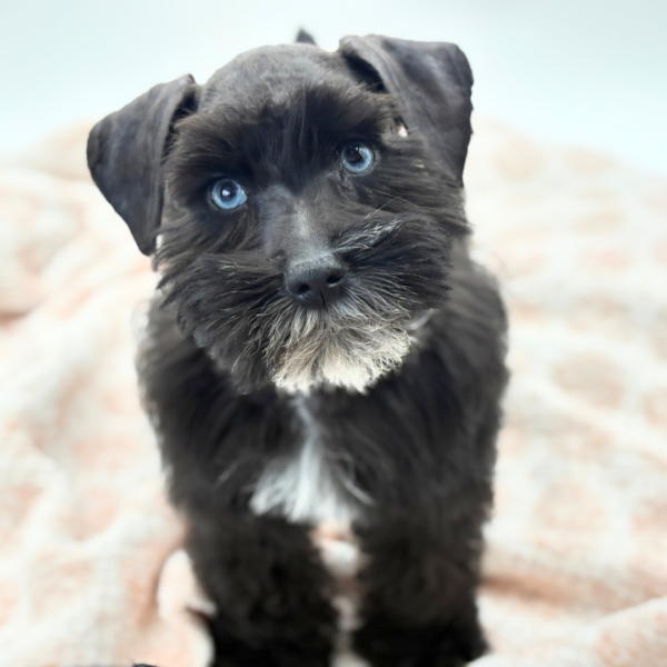 Kurt - Miniature Schnauzer - Image 1