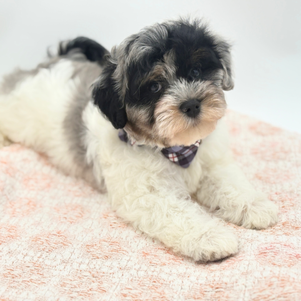 Klaus - Havapoo - Image 2