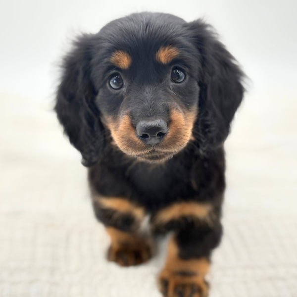 Monty - Dachshund - Image 2