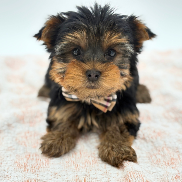 Grayson - Yorkshire Terrier - Image 4
