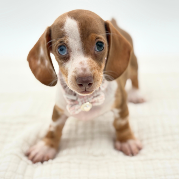 Lina - Dachshund - Image 1