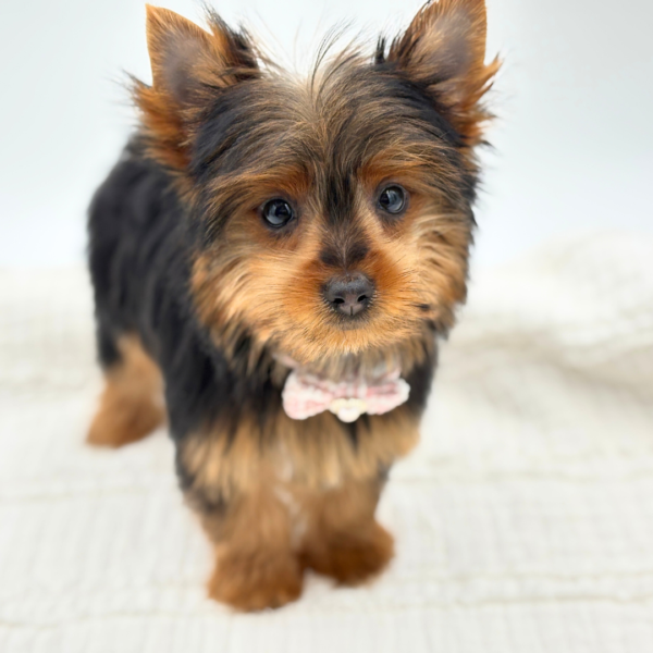 Anna Marie - Yorkshire Terrier - Image 1