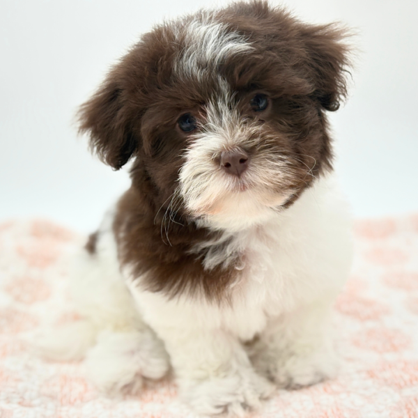 Carmen - Havanese - Image 4