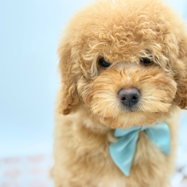 Autumn - Bernedoodle Mini 2nd Gen - Image 3