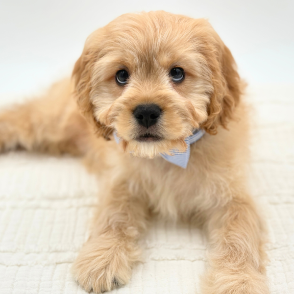 Romeo - Cavachon - Image 4
