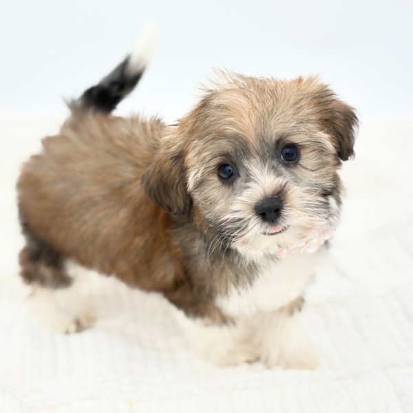 Avery - Havanese - Image 3