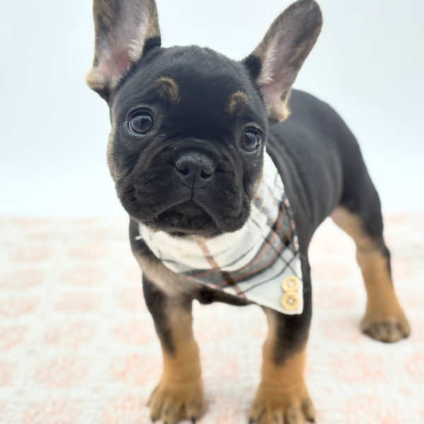 Dante - French Bulldog - Image 4