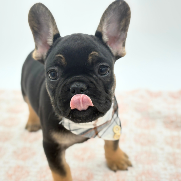 Dante - French Bulldog - Image 3